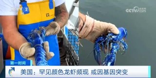 美国频现罕见颜色龙虾！怎么回事？