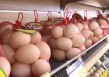 买600克鸡蛋实际近900克？男子反而担心不新鲜，店家、供应商无奈回应