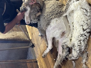 中国人每年买走八成澳大利亚羊毛，而且这个数字还在涨