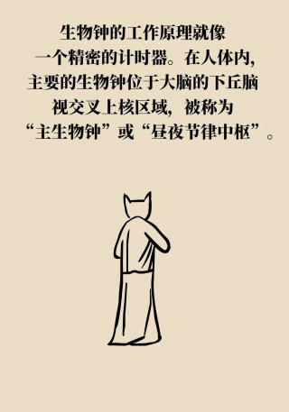 生物钟乱了会缩短寿命，如何调准你的“钟”？