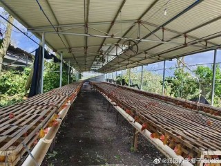 海南文昌鸡被台风吹走，深圳椰子鸡火锅受伤