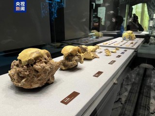 距今约30万年华龙洞人被证实为东亚地区向智人演化的最早古人类