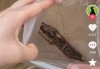 女子在沙滩玩20分钟捡了小半兜生锈铁钉