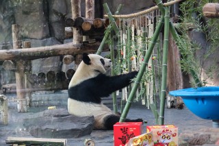 动物们怎么过小年？上海野生动物园备好了专属菜肴