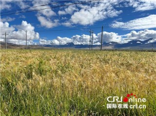 技术加持让“糊口粮”变“致富粮”