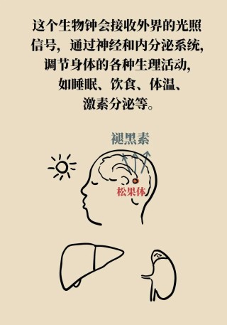 生物钟乱了会缩短寿命，如何调准你的“钟”？