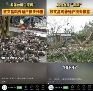 海南文昌鸡被台风吹走，深圳椰子鸡火锅受伤