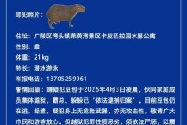 卡皮巴拉“豆包”出逃40天，江苏扬州一动物园发悬赏公告
