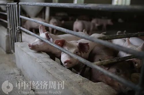 猪价今年来涨幅超30%  第1张